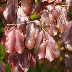 Parrotia persica